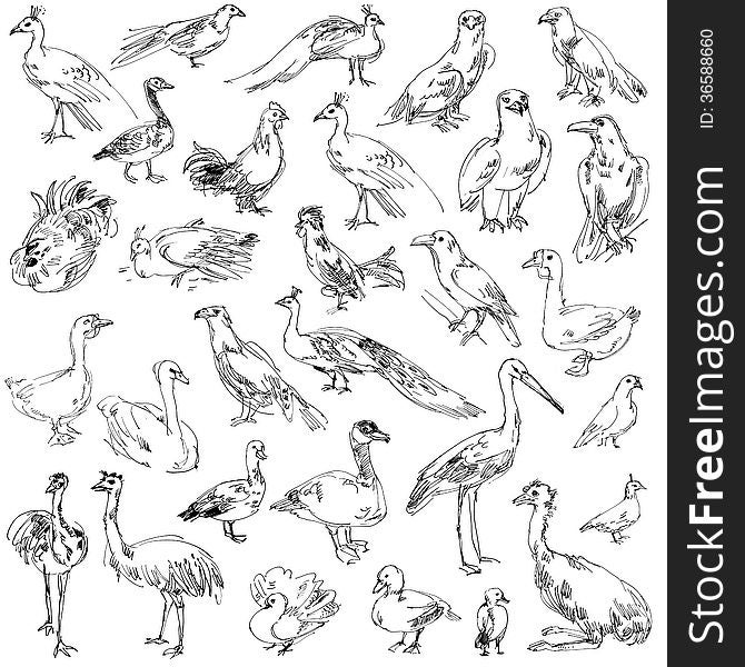 Wild birds. Zoo. Set. Hand-drawn