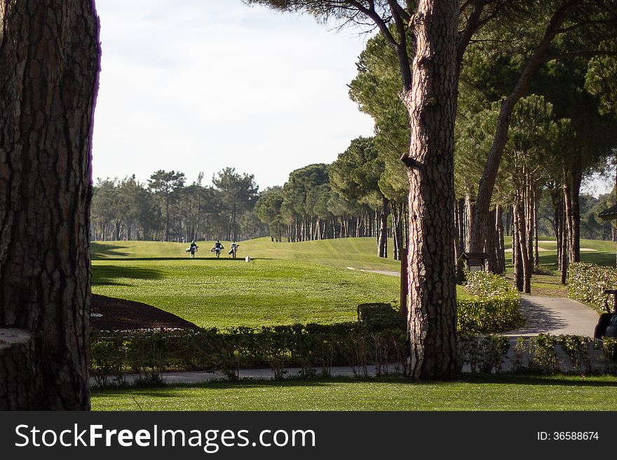 Three golf players moving forward on a green on a sunny day