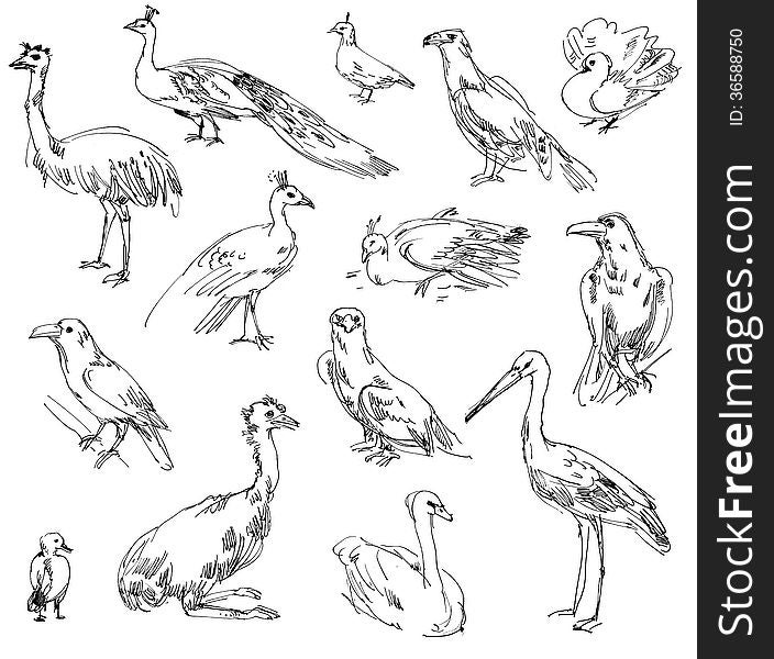 Wild birds. Zoo. Set. Hand-drawn