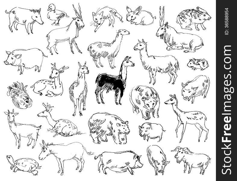 Wild Animals. Zoo. Set. Hand-drawn