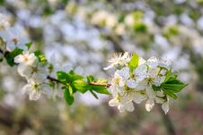 Flowers Of Apple Tree On A Grass Stock Image