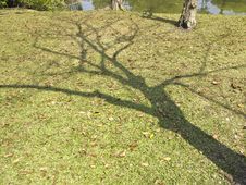 Bare Shadow Tree Stock Image