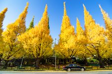 Ginkgo Trees Against Blue Sky, View From Street Royalty Free Stock Photography