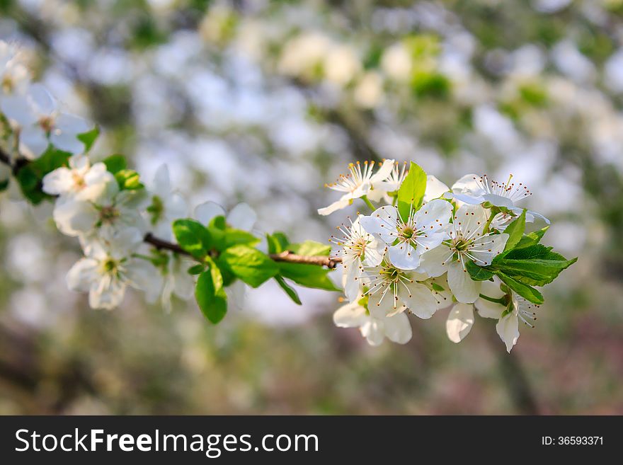 Flowers of apple tree on a grass
