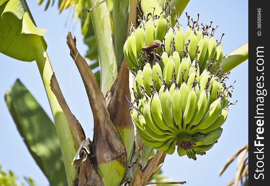 View of bundle green raw banana on banana tree in sunlight. View of bundle green raw banana on banana tree in sunlight