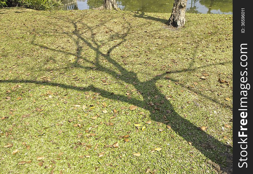 Shadow of bare tree on waterfront of park in sunny day. Shadow of bare tree on waterfront of park in sunny day