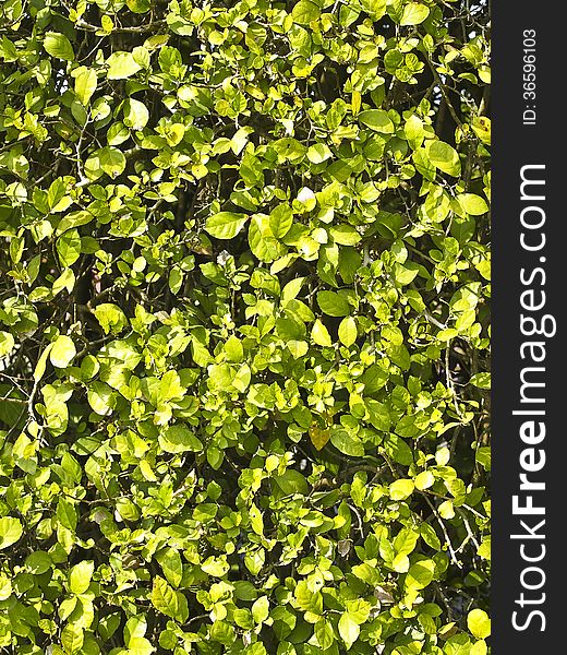 Texture and details of fresh green bush in sunlight. Texture and details of fresh green bush in sunlight