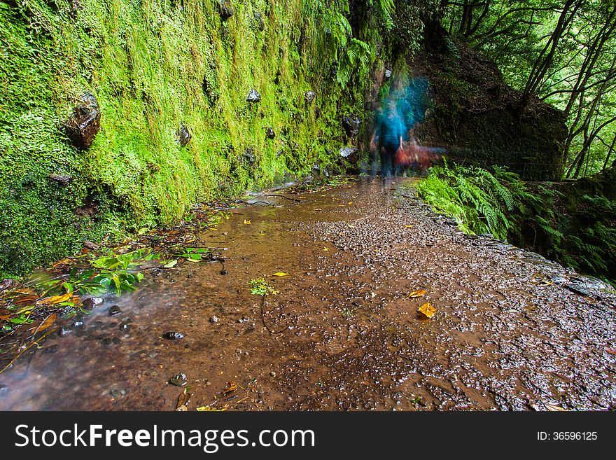 Wet path green vegetation wall