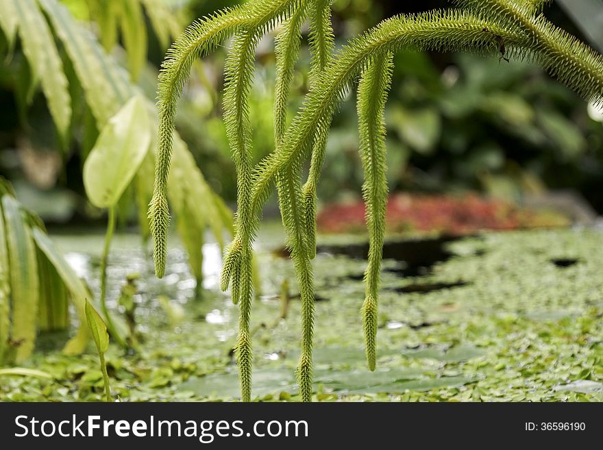 Pond With Water Plants