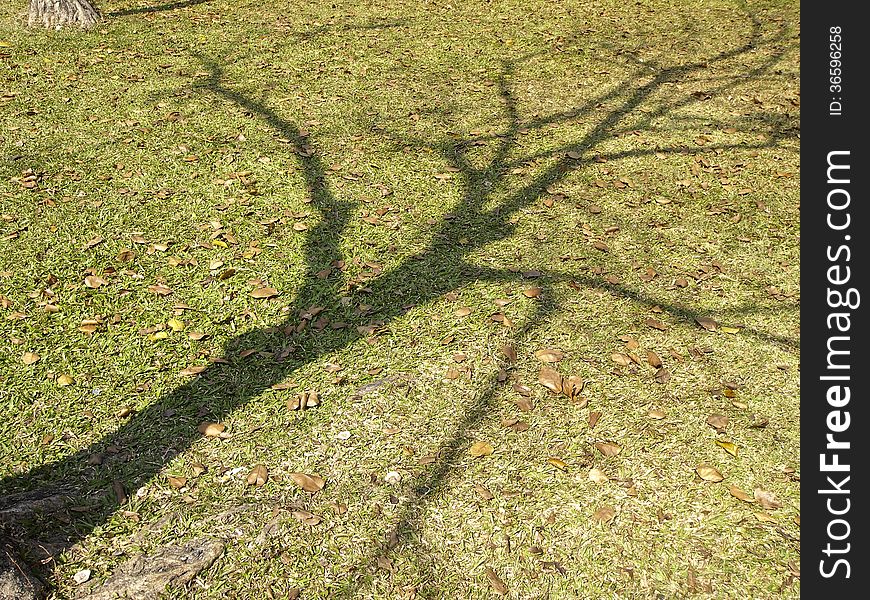 Shadow of bare tree on lawn of park in sunny day. Shadow of bare tree on lawn of park in sunny day