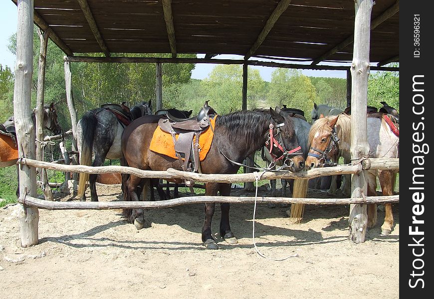 Horses saddled and ready to ride. Horses saddled and ready to ride