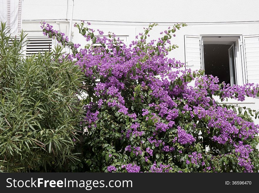 Purple bougainvillea with white house on the background