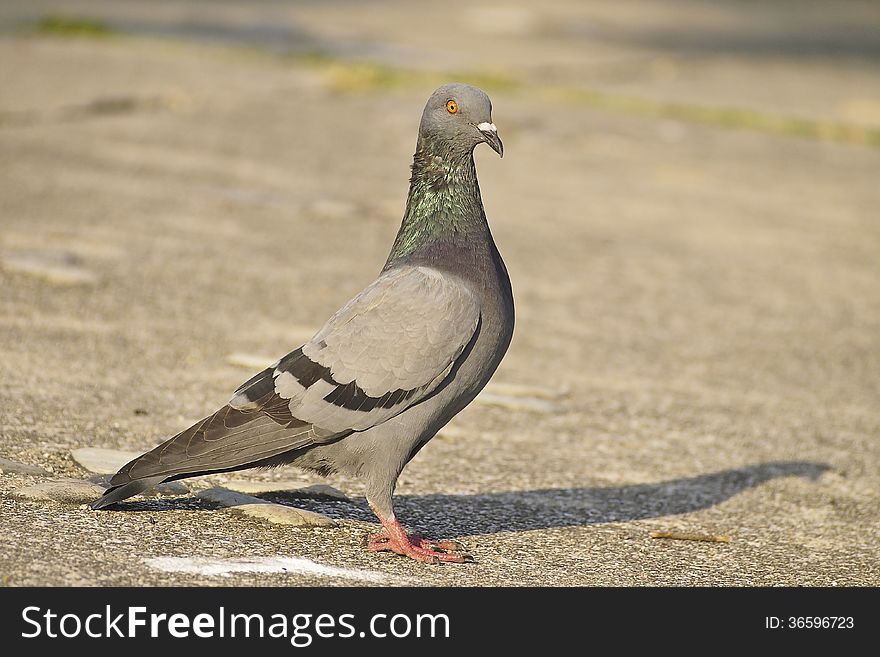 Lonely pigeon stand at floor in park in sunny day. Lonely pigeon stand at floor in park in sunny day