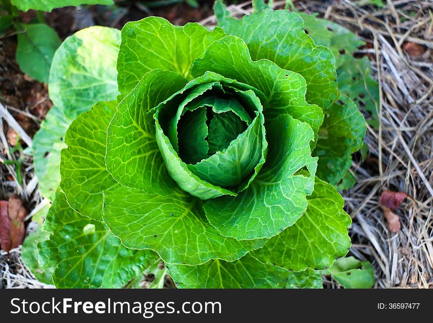 Cabbage in the bio farm