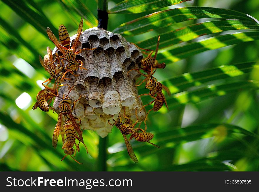 A nest in the making. The sting wasps usually build these nests under palm trees in Mauritius