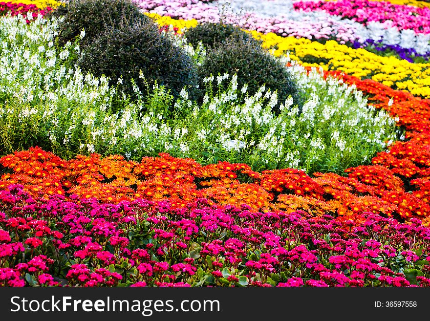 Colourful in the garden with flowers