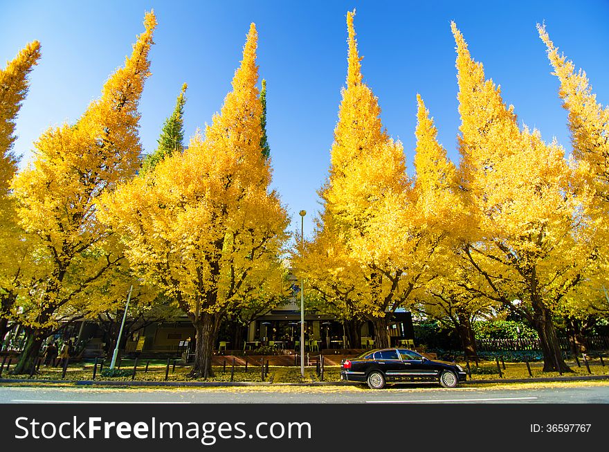 The ginkgo trees against blue sky, view from street