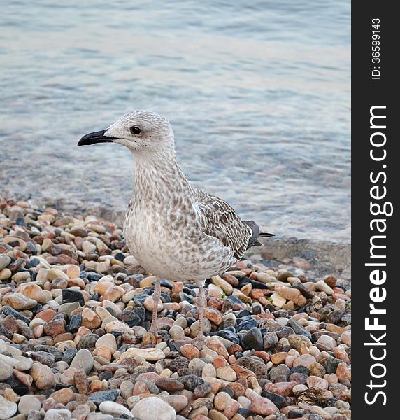 Seagull wildlife beautiful background sea stones