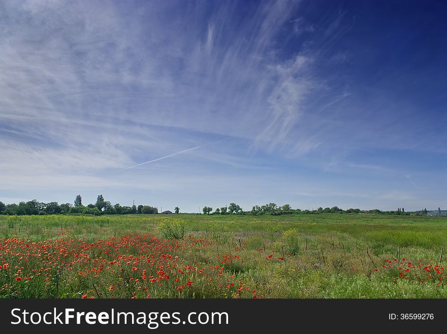 Poppies Field