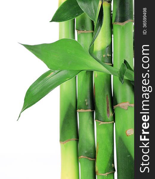 Very beautiful and unusual plant bamboo. Very beautiful and unusual plant bamboo