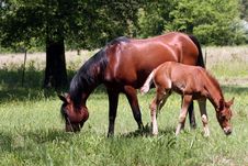 Mare And Foal Stock Photos Mare And Foal Stock Photos