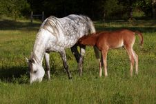 Mare And Foal Stock Photo Mare And Foal Stock Photo