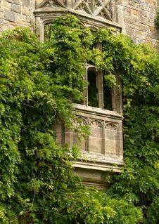 Vine Covered Window Stock Photos Vine Covered Window Stock Photos