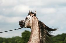 Arabian Horse And Wind Royalty Free Stock Photography Arabian Horse And Wind Royalty Free Stock Photography