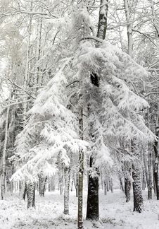 Christmas-tree In A Park Stock Photography