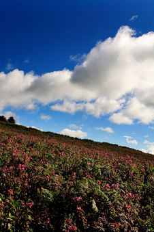 Flower Field Over Blue Sky Royalty Free Stock Photography Flower Field Over Blue Sky Royalty Free Stock Photography