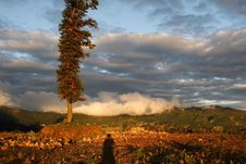 A Tree Bathing Moring Sunshine Stock Image