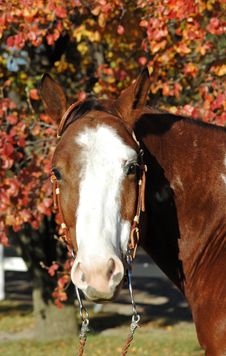 Horse Portrait Stock Photography