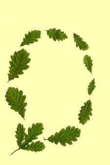 Oak Leaves Royalty Free Stock Photo Oak Leaves Royalty Free Stock Photo