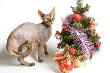 The Cat Meets New Year Stock Photography The Cat Meets New Year Stock Photography