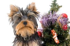 The Puppy Meets New Year Stock Photo The Puppy Meets New Year Stock Photo