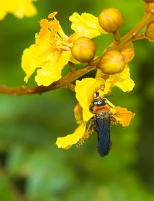 Wasp Royalty Free Stock Photos