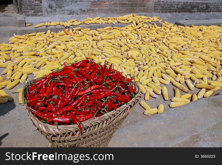 Drying corn cobs and Peppers.Shaanxi province,China.