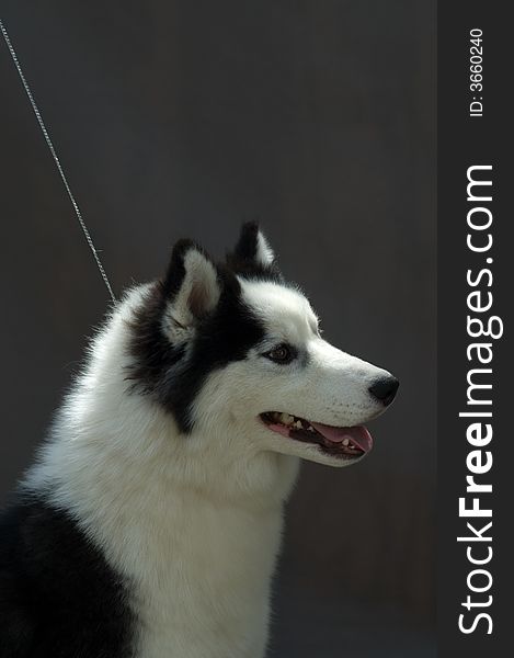 Picture of a piebald husky head over gray background. Picture of a piebald husky head over gray background