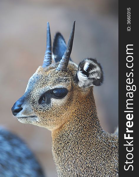 The Kirks dik dik is a small antelope found in southwestern Africa.