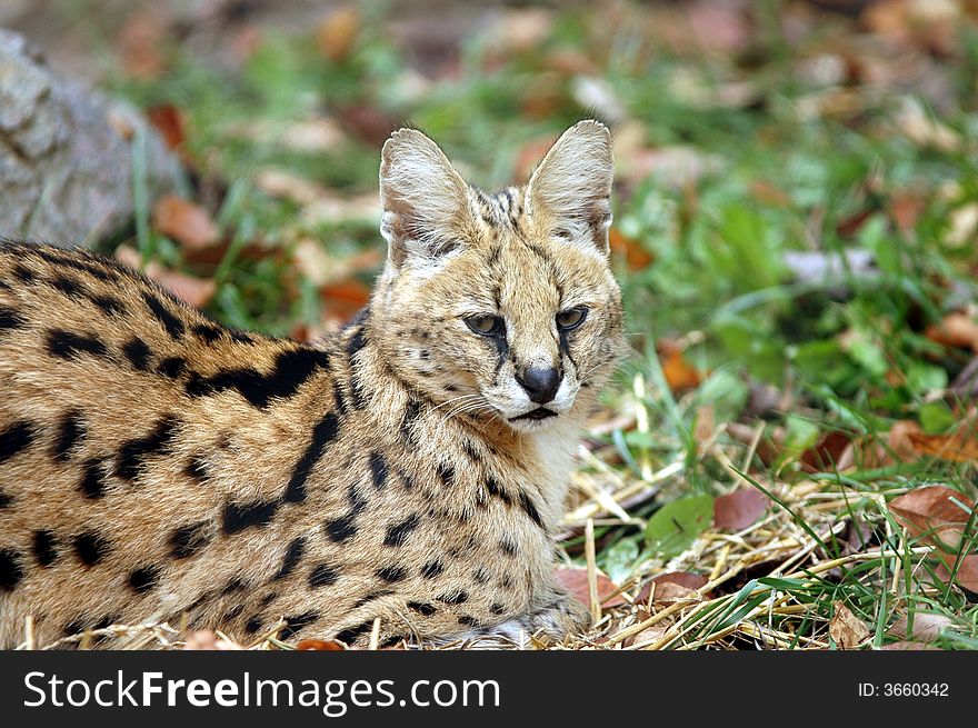 The serval is a small African wild cat.