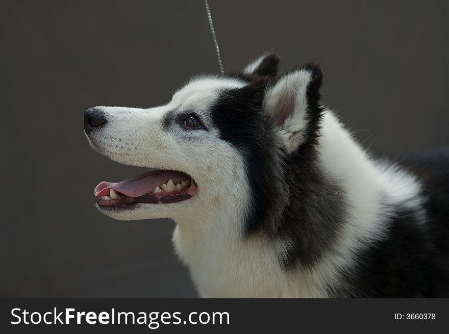 Picture of a piebald husky head over gray background. Picture of a piebald husky head over gray background