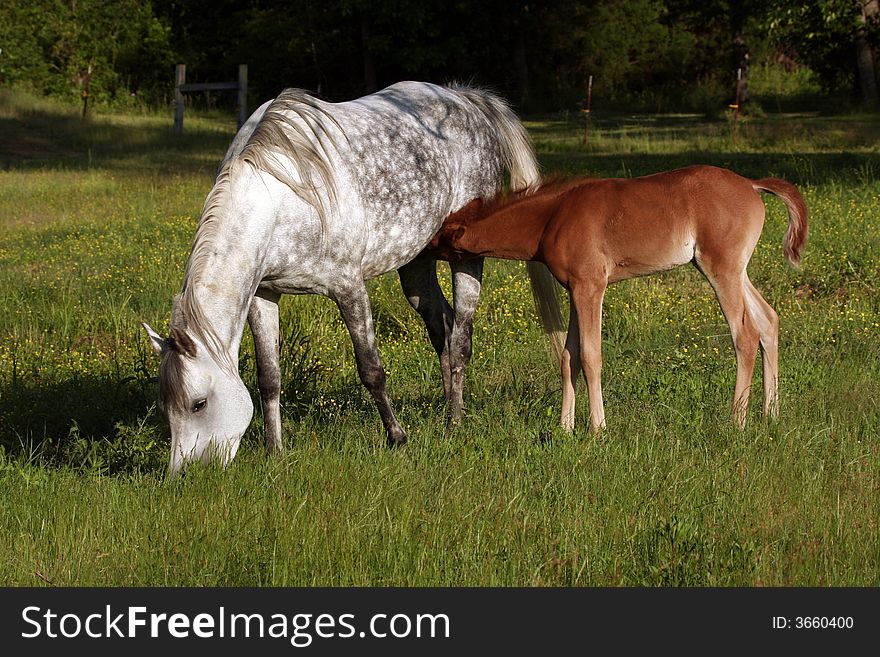 Mare and foal grazing in pasture