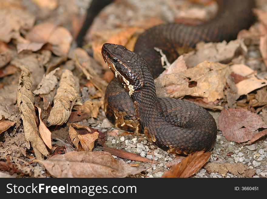 This western cottonmouth was photographed in late fall in the leaf litter.