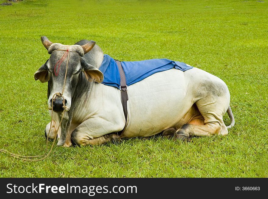 Bovine sitting in green grass field