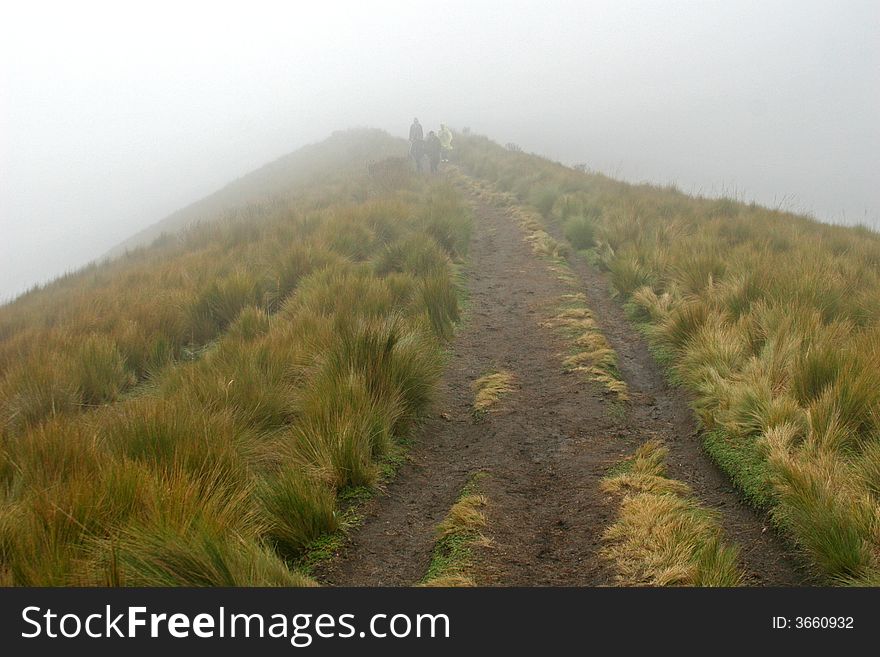 A trail through paramo habitat in the Andes. A trail through paramo habitat in the Andes.