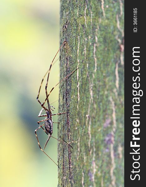A spider with long tail and long feet is resting on the trunk. A spider with long tail and long feet is resting on the trunk.