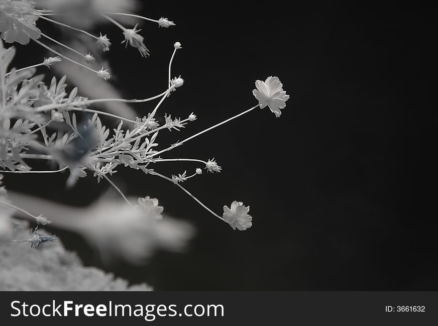Infrared photo – tree, skies and cosmos flower