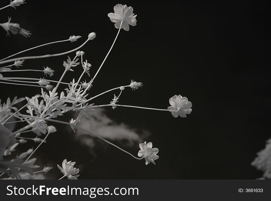 Infrared photo – tree, skies and cosmos flower