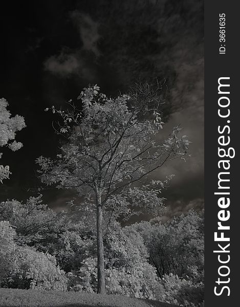 Infrared photo – tree, skies and cloud in the pa