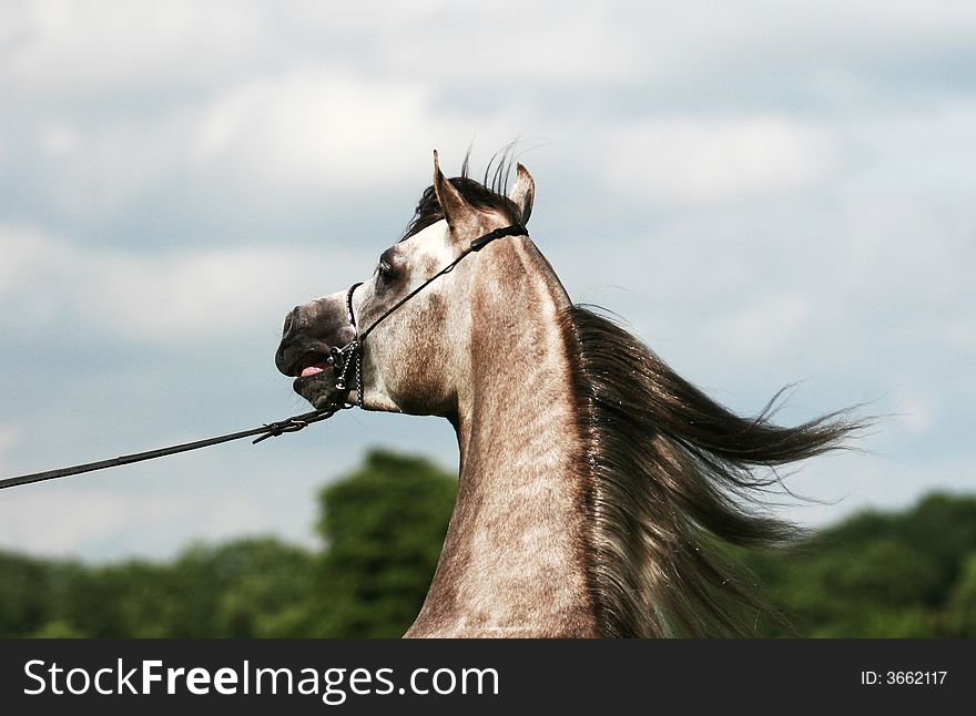 Arabian Horse And Wind